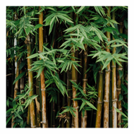Himalayan Bamboo- Linen & Room Spray