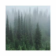 Evergreen Forest - Linen & Room Spray