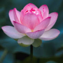 Load image into Gallery viewer, No.7 - Lotus Flower Candle
