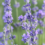 Lavender - Wax Melts