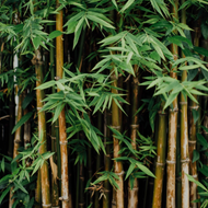 No.2 - Himalayan Bamboo Candle