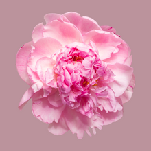 Load image into Gallery viewer, Peony - Wax Melts

