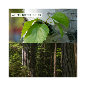 White Birch Cedar - Candle